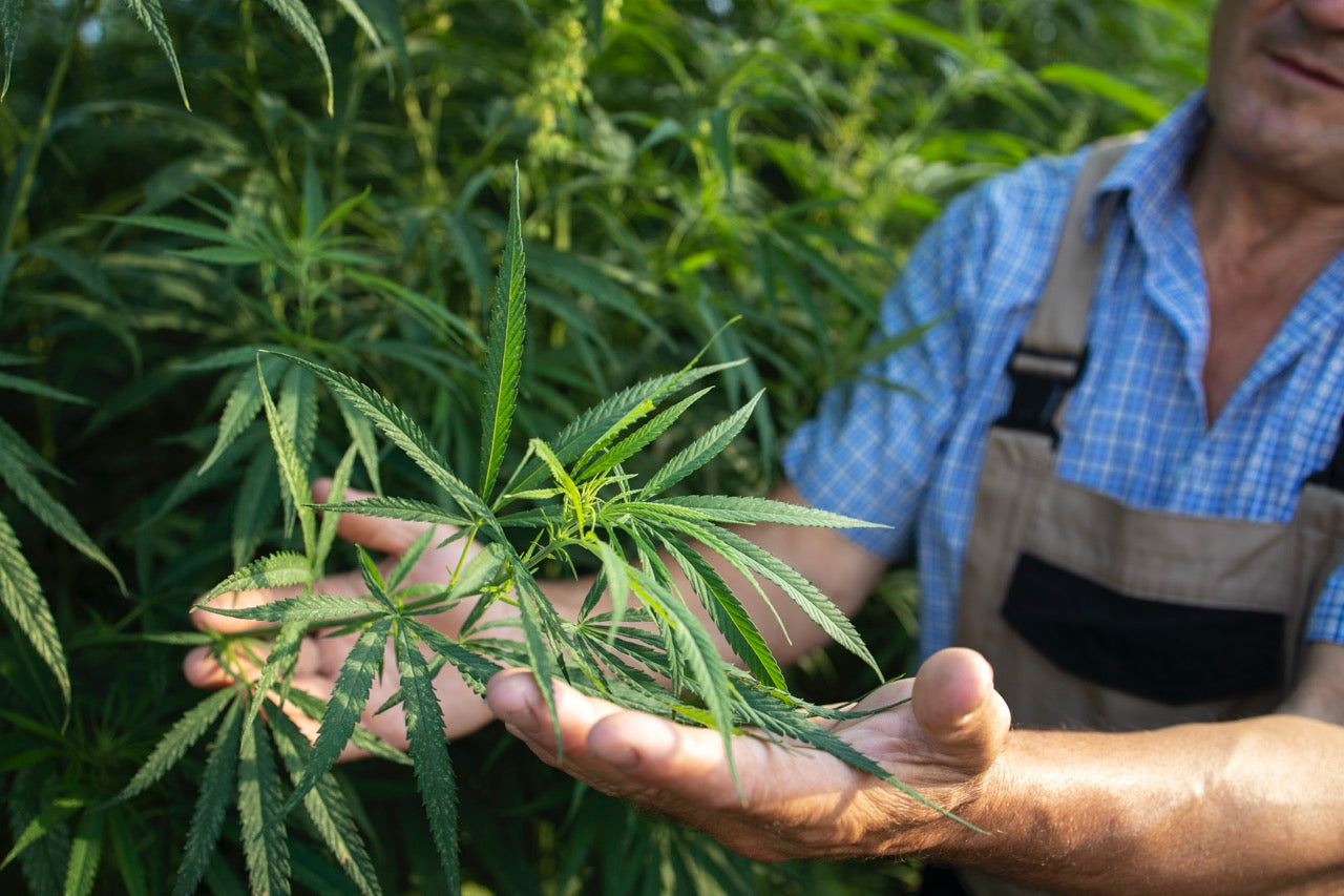 The Future of Cannabis: Where Weâre Headed (And Why Itâs Looking Bright)
